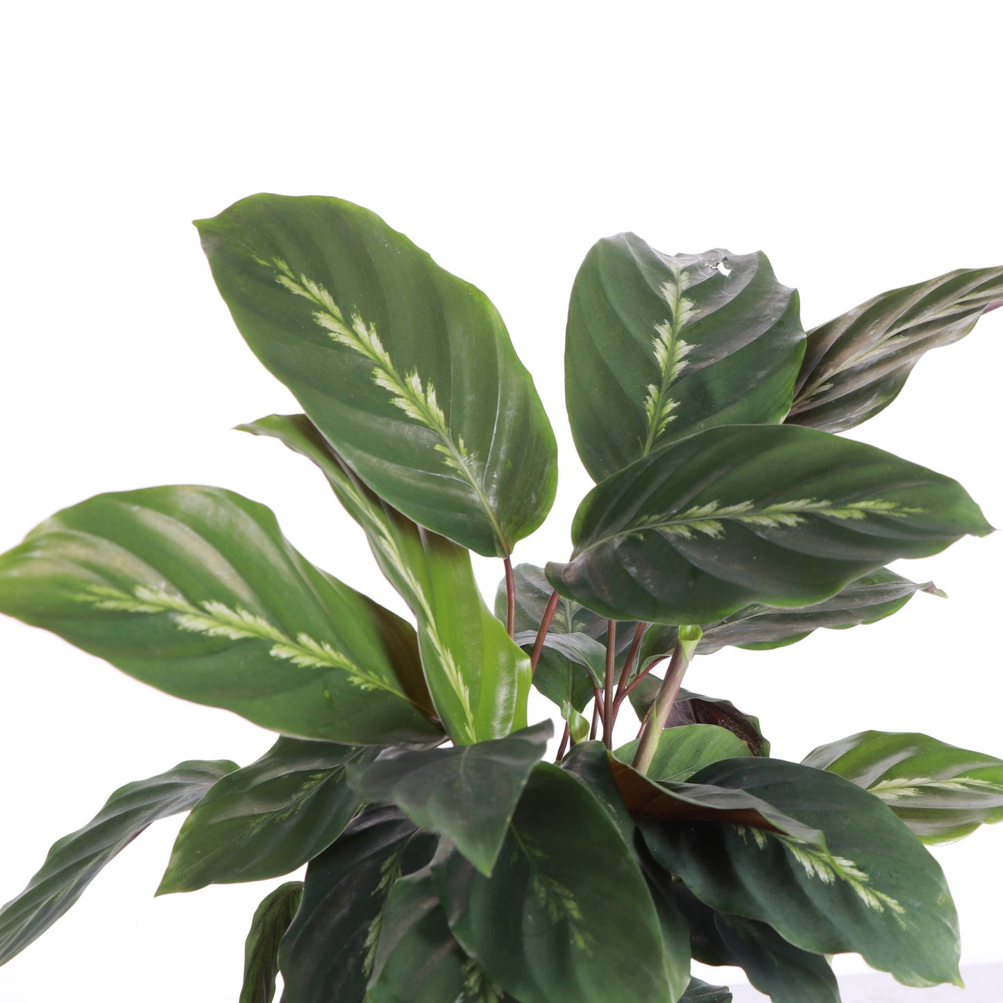 Calathea Maui Queen - 6" Live Plant - Pet Safe