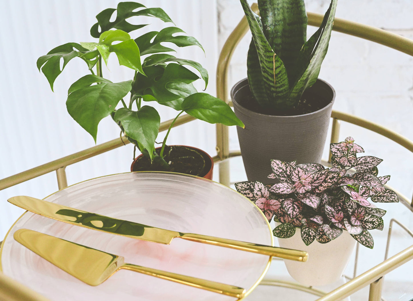 Pink Splash Plant - Live Plant