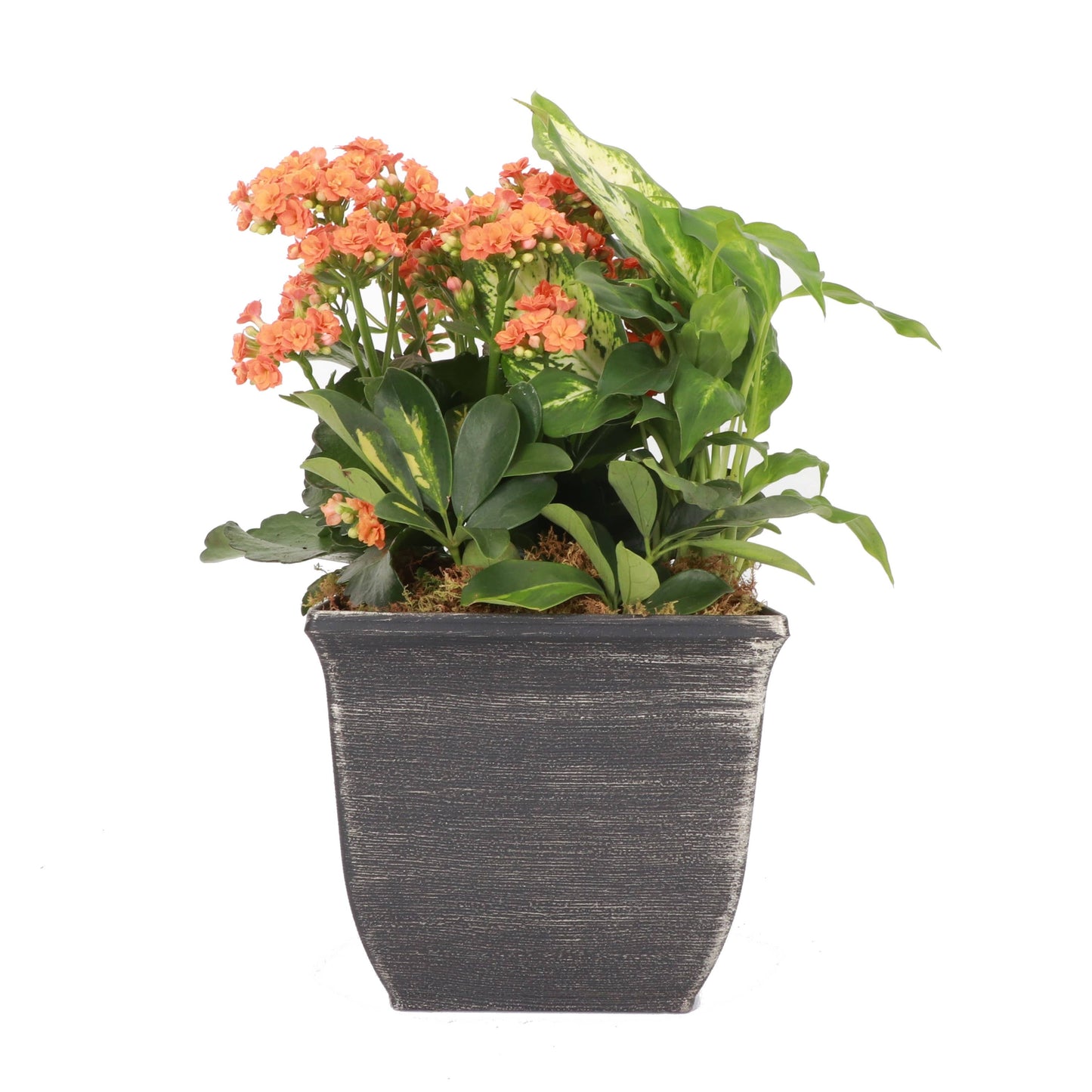 Tulipa Square Planter - Plastic - 7.5" Wide