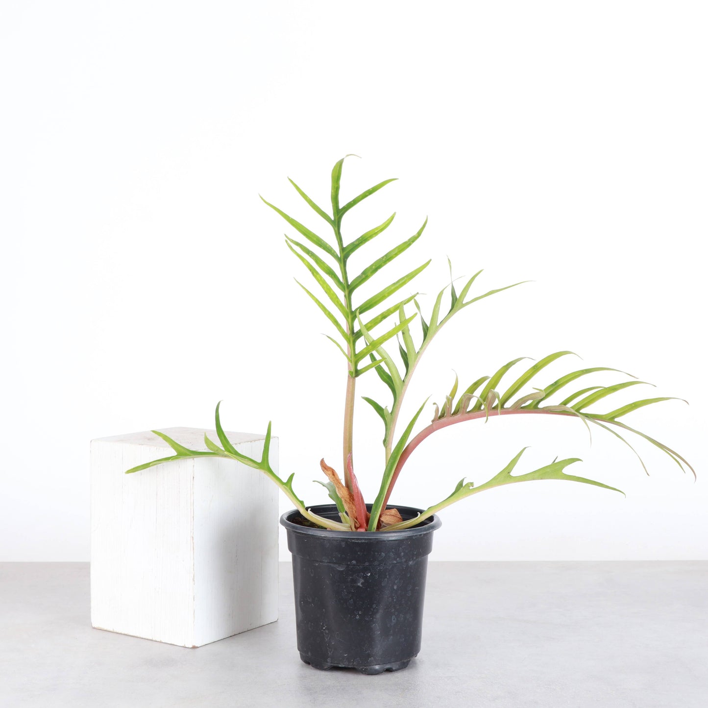Philodendron Tortum - Live Plant - Rare