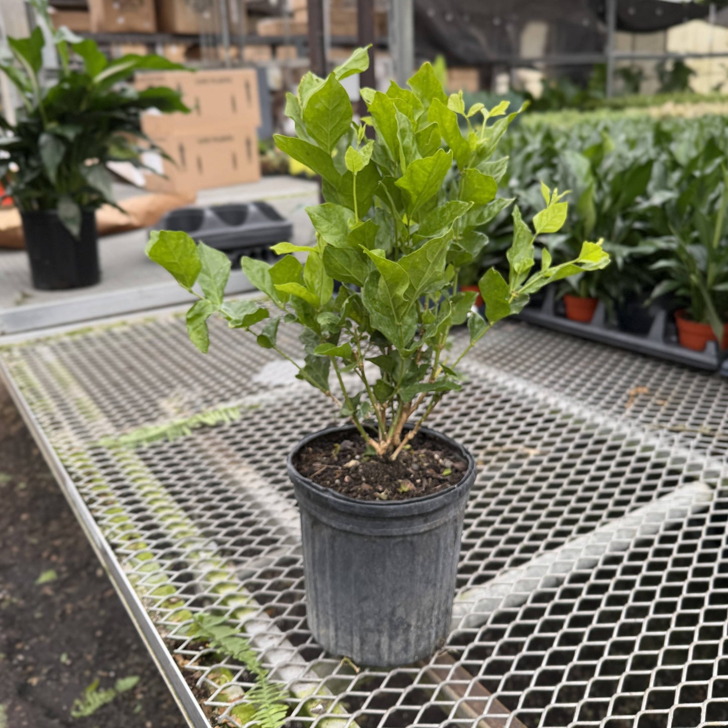 Flowering Jasmine Sambac - 6" Live Plant