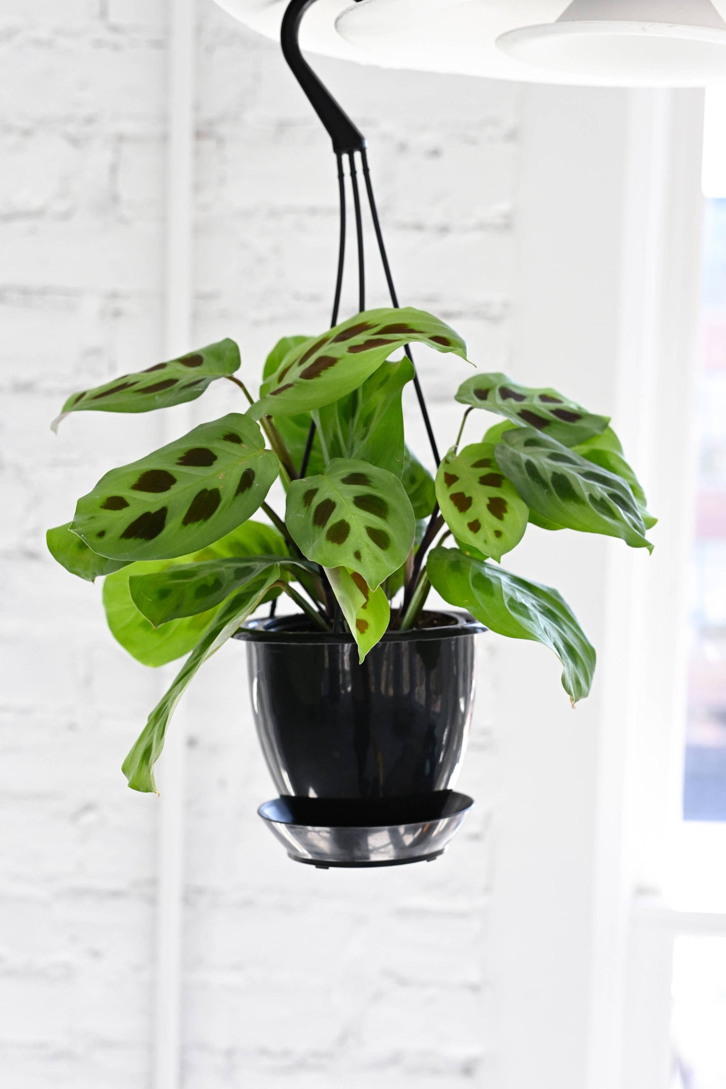 Hanging Pot for 4" Plants - Multiple Colors