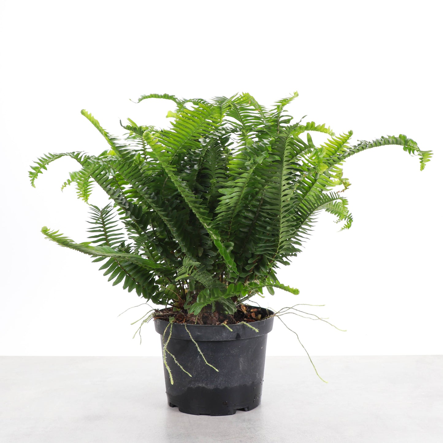 Kimberly Queen Fern - 6" Live Plant