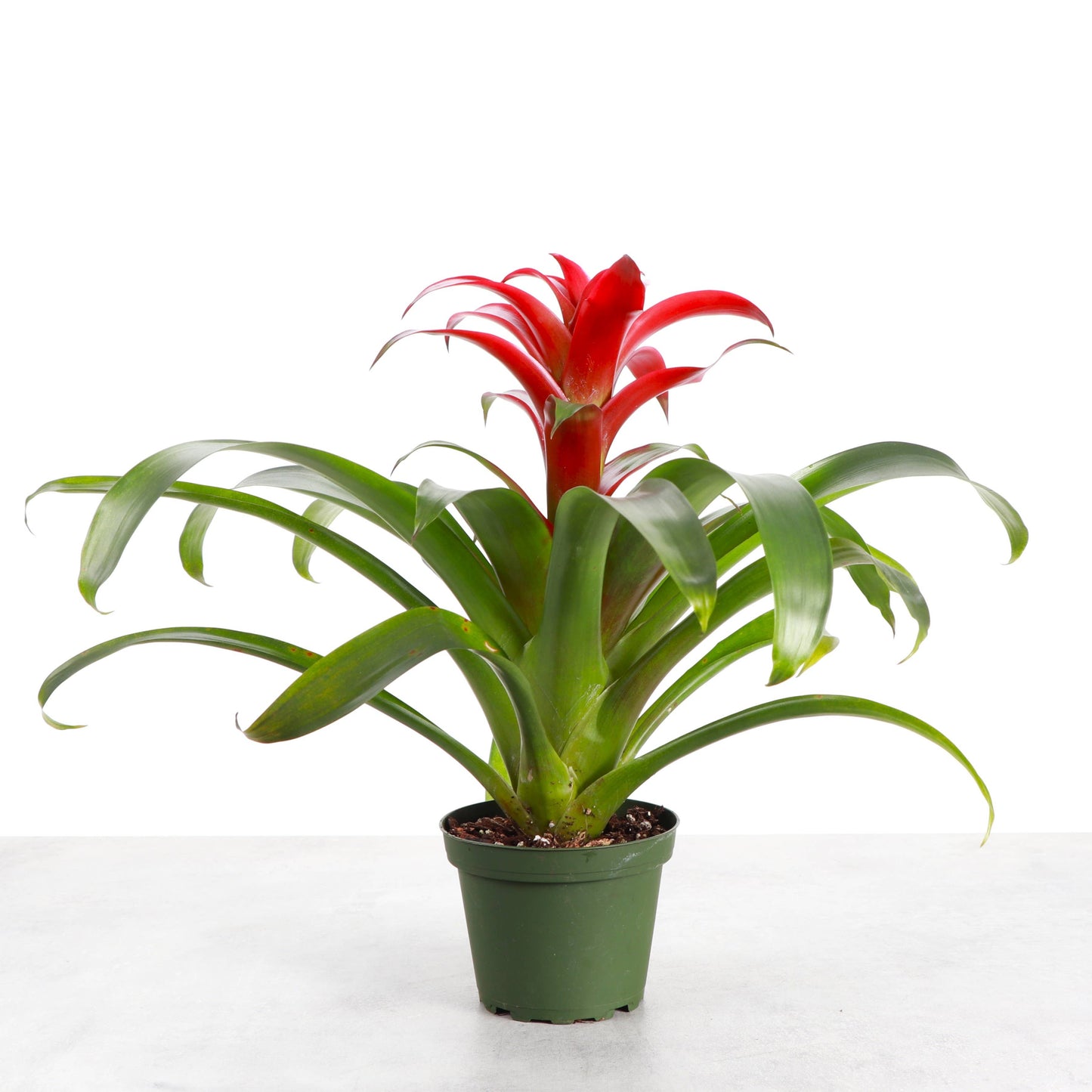 Bromeliad Guzmania- 4" Live Plant - Assorted