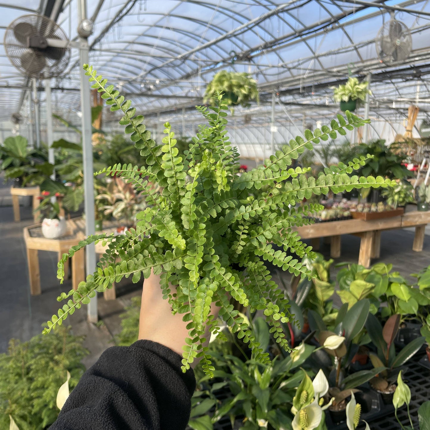Lemon Button Fern - Live Plant