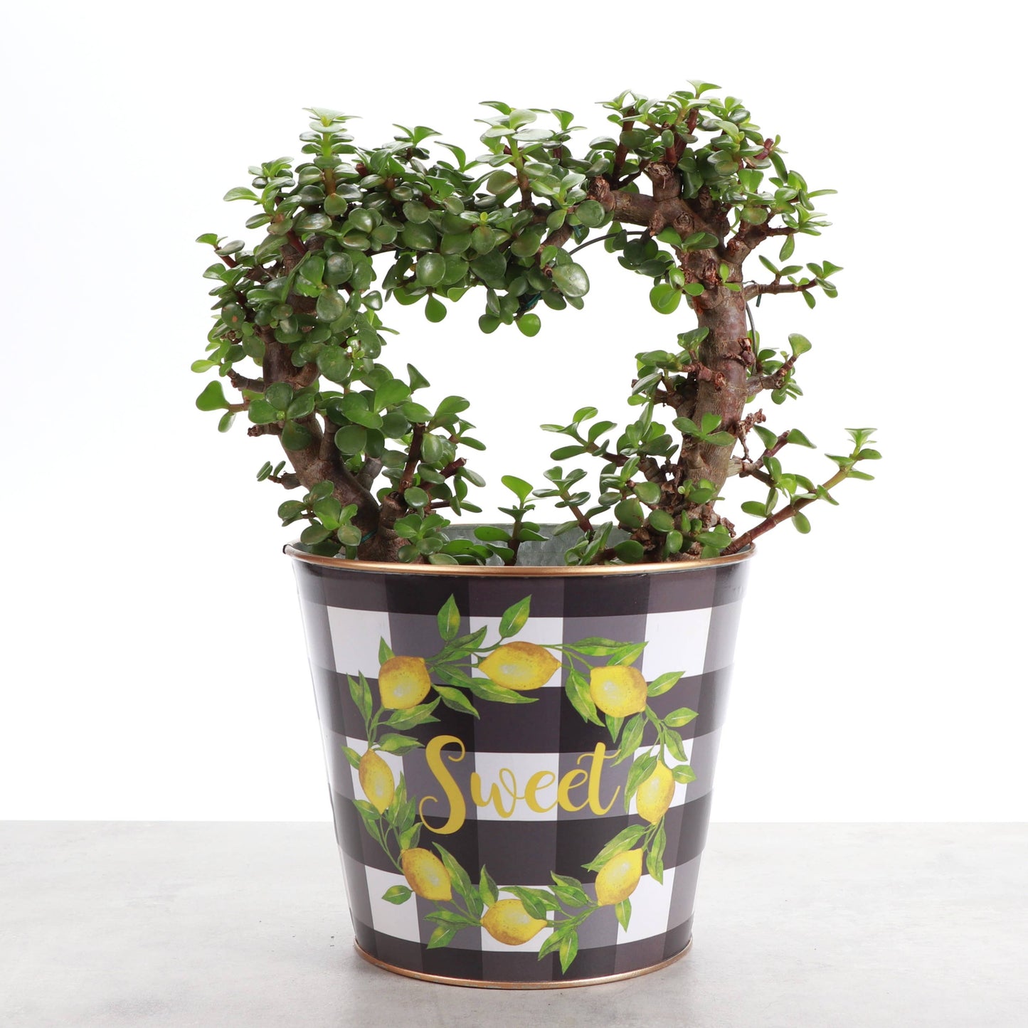 Lemon Design Metal Pot for Houseplants - 4" and 6" Options
