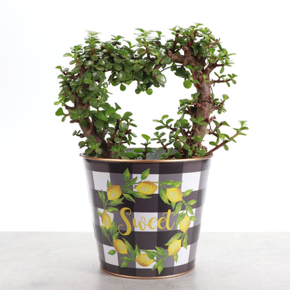 Lemon Design Metal Pot for Houseplants - 4" and 6" Options