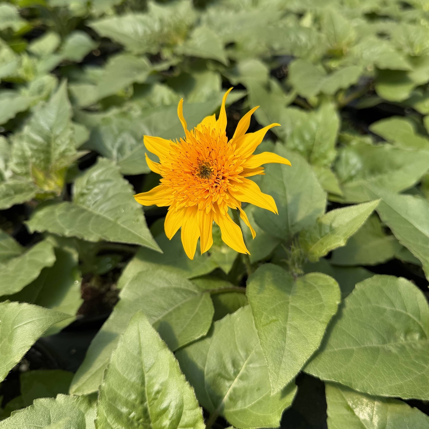 Sunfinity Sunflower Plant - Summer & Fall Blooming - 4" Pot