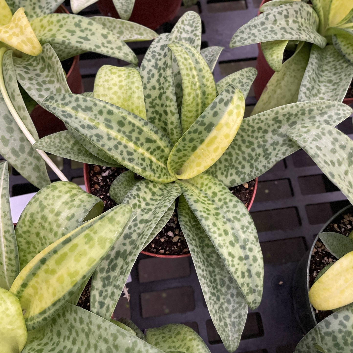 Variegated Resnova Humifusa - 6" Live Plant