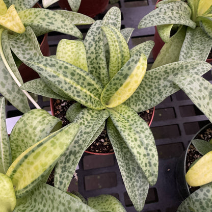 Variegated Resnova Humifusa - 6" Live Plant