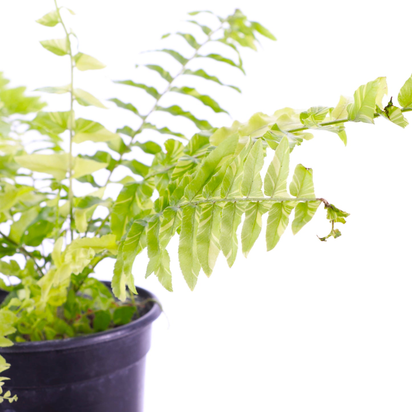 Tigerstripe Boston Fern - 4" Live Plant