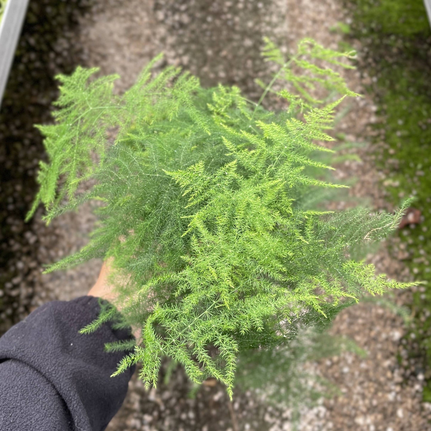 Asparagus Fern Plumosa - 4" Live Plant