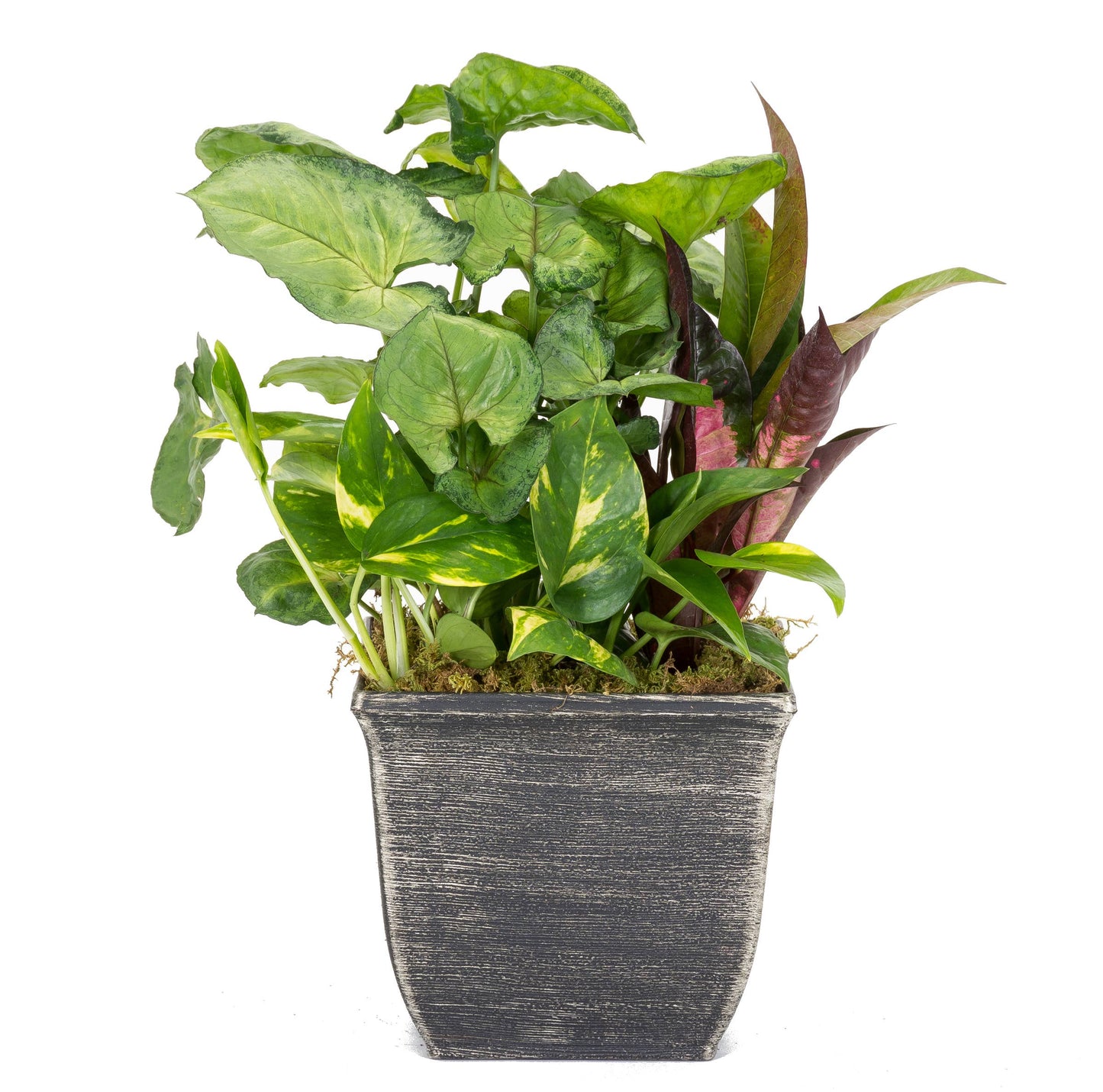 Tulipa Square Planter - Plastic - 7.5" Wide