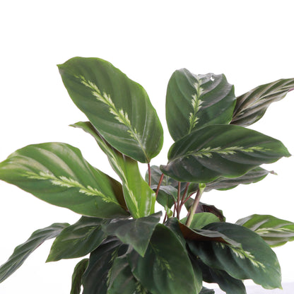 Calathea Maui Queen - 6" Live Plant - Pet Safe