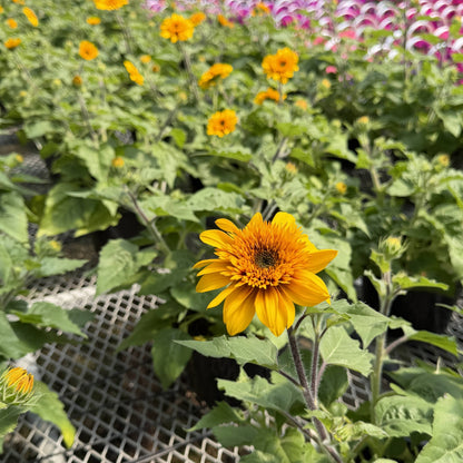 Sunfinity Sunflower Plant - Summer & Fall Blooming - 4" Pot