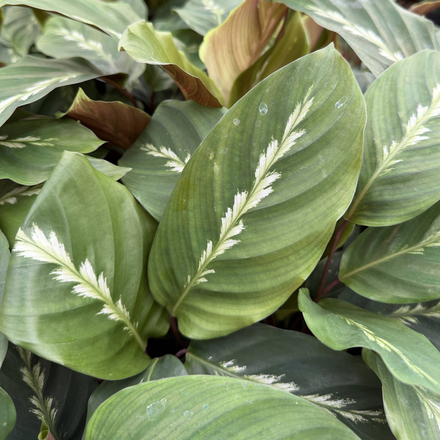 Calathea Maui Queen - 6" Live Plant - Pet Safe
