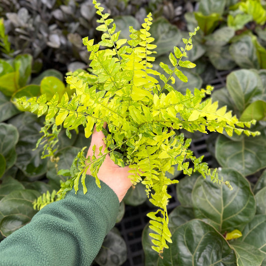 Tigerstripe Boston Fern - 4" Live Plant