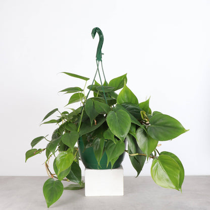 Philodendron Hanging Basket - 8" Live Plant