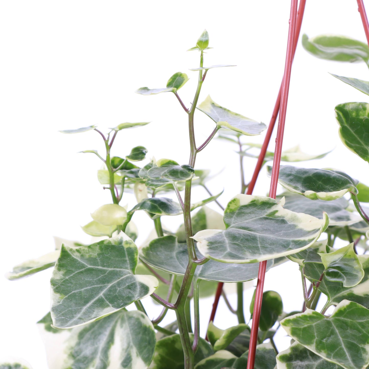 Variegated German Wax Ivy - Hanging - 6" Live Plant