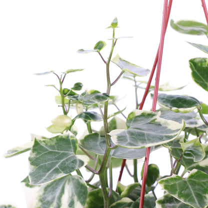 Variegated German Wax Ivy - Hanging - 6" Live Plant