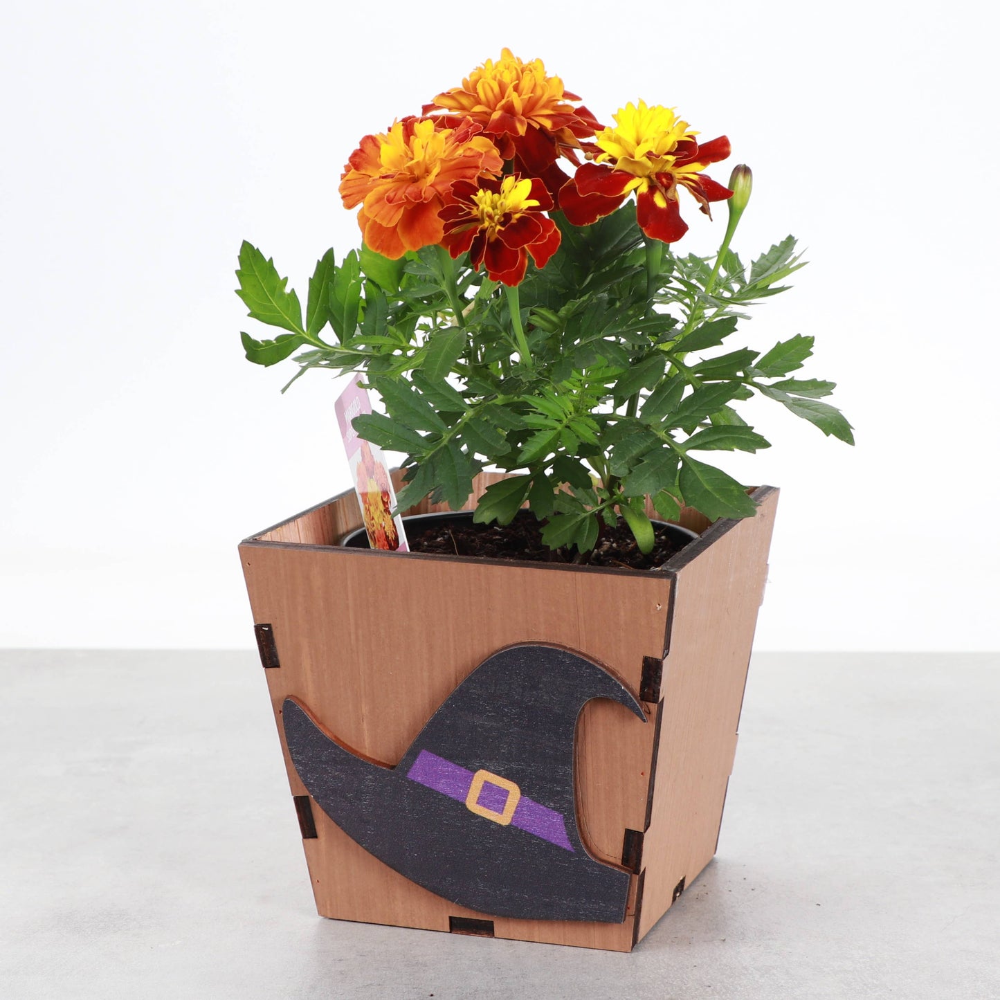 Halloween Design Wooden Pot for Houseplants - 4" Size