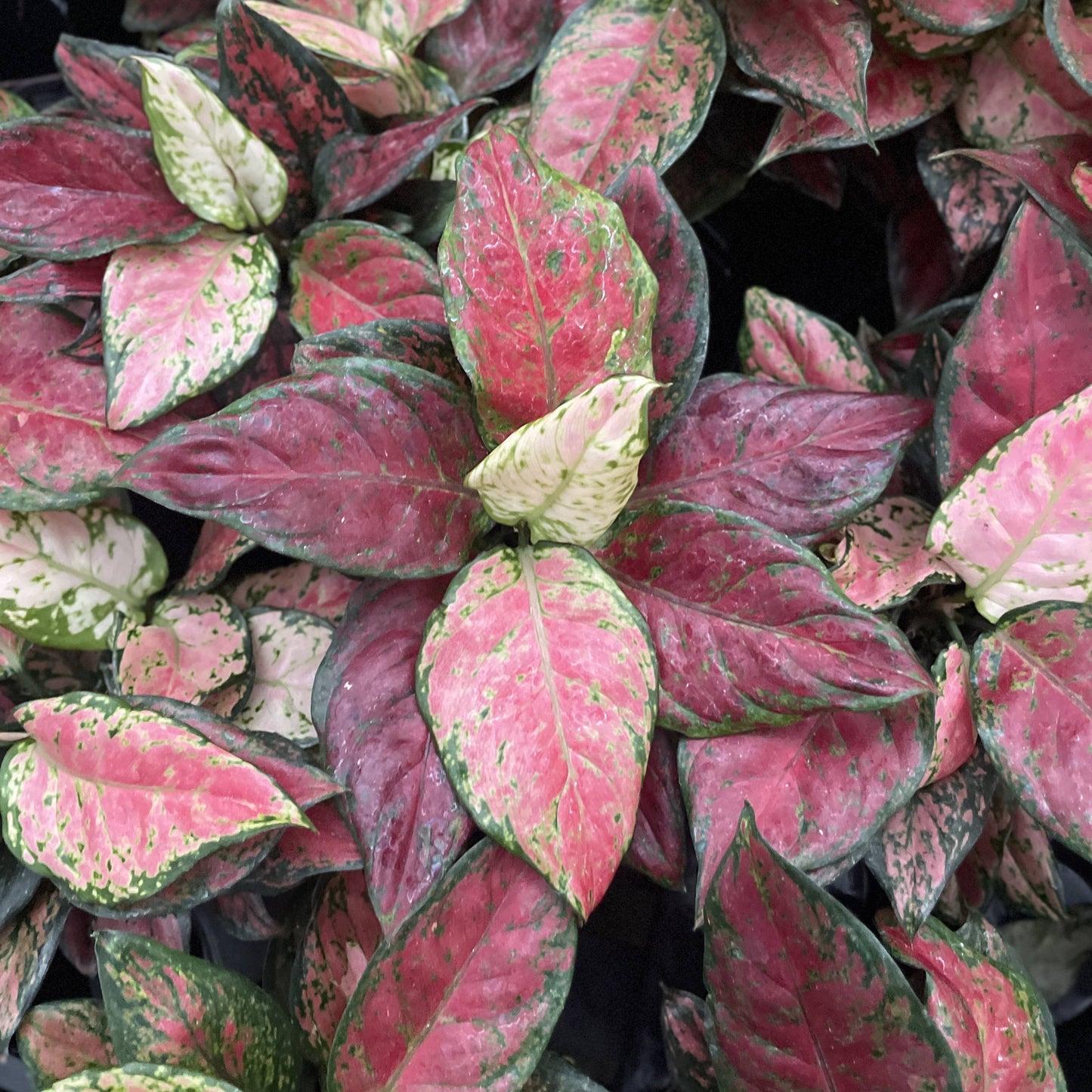 Aglaonema Black Maroon - 4" Live Plant
