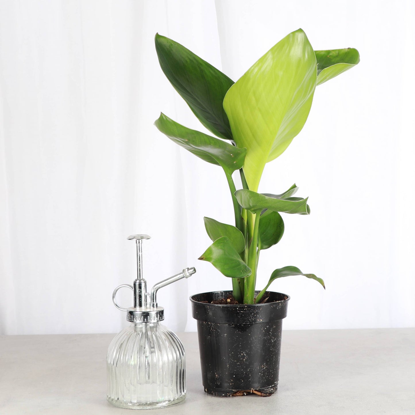 White Bird of Paradise - Live Plant