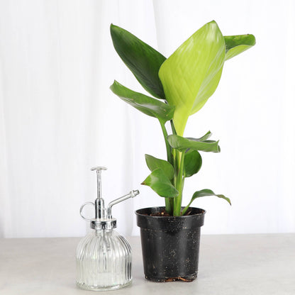 White Bird of Paradise - Live Plant
