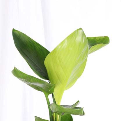 White Bird of Paradise - Live Plant
