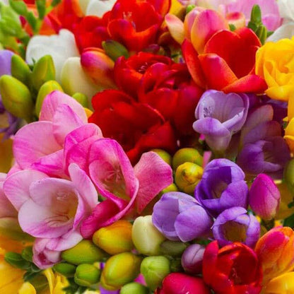 Freesia Flower Bulbs - Perennial
