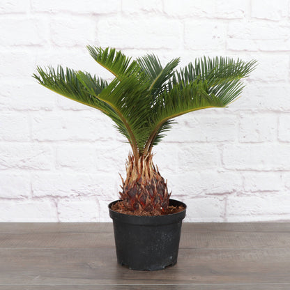 Sago Palm - Live Plant