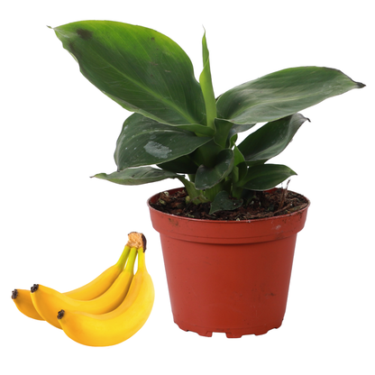 Truly Tiny Banana - Patio Fruit - 4" Live Plant