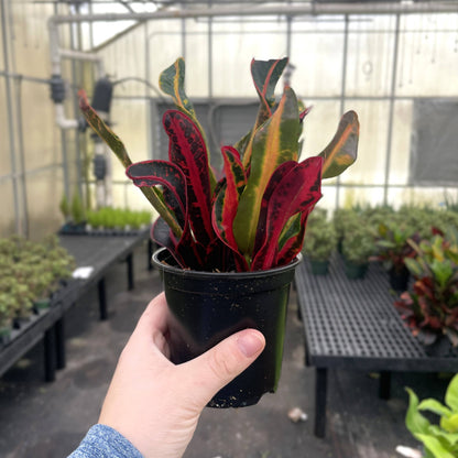 Mammy Croton - Live Plant