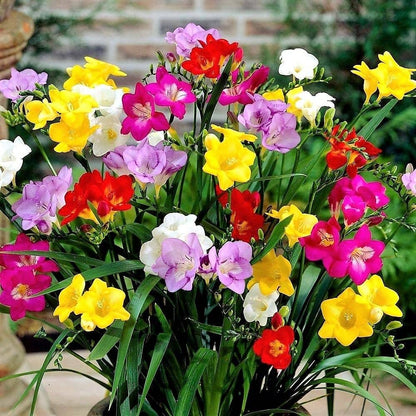 Freesia Flower Bulbs - Perennial