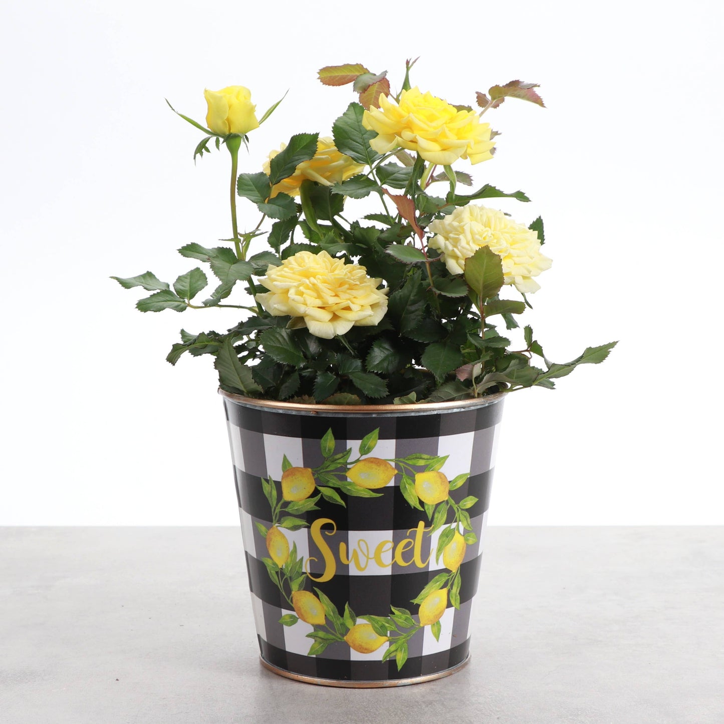 Lemon Design Metal Pot for Houseplants - 4" and 6" Options