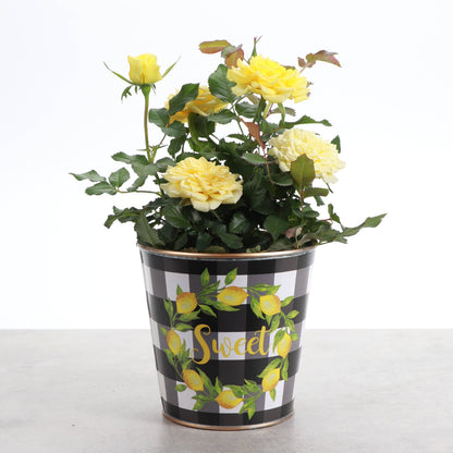 Lemon Design Metal Pot for Houseplants - 4" and 6" Options