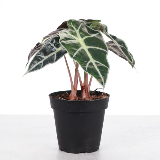 Alocasia Polly - 4" Live Plant