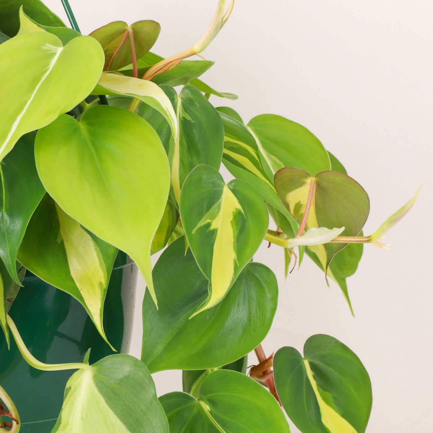 Philodendron Hanging Basket - 8" Live Plant