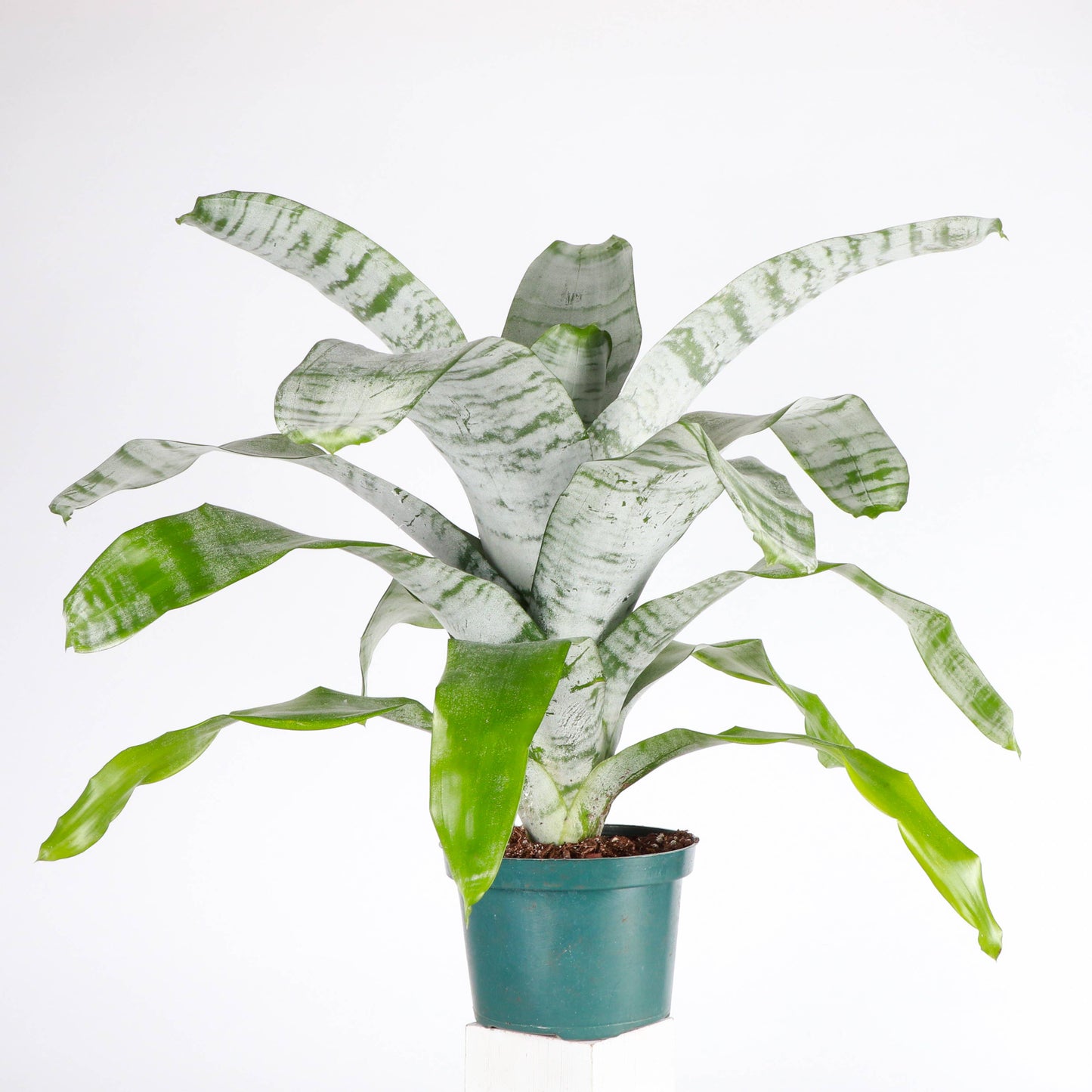Bromeliad Fasciata - 6" Live Plant