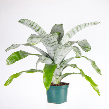 Bromeliad Fasciata - 6" Live Plant