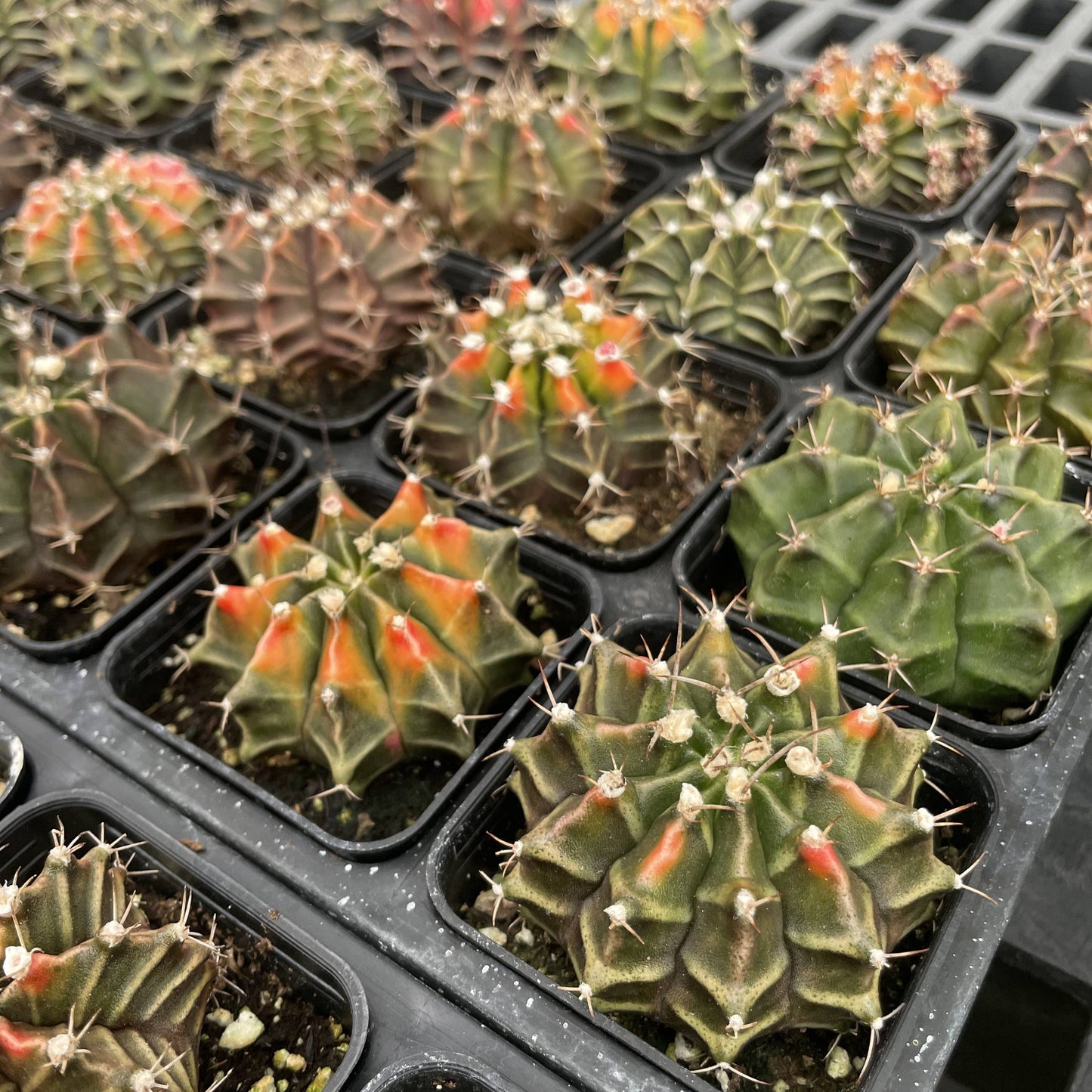 Moon Cactus - Assorted Color - 2" Live Plant