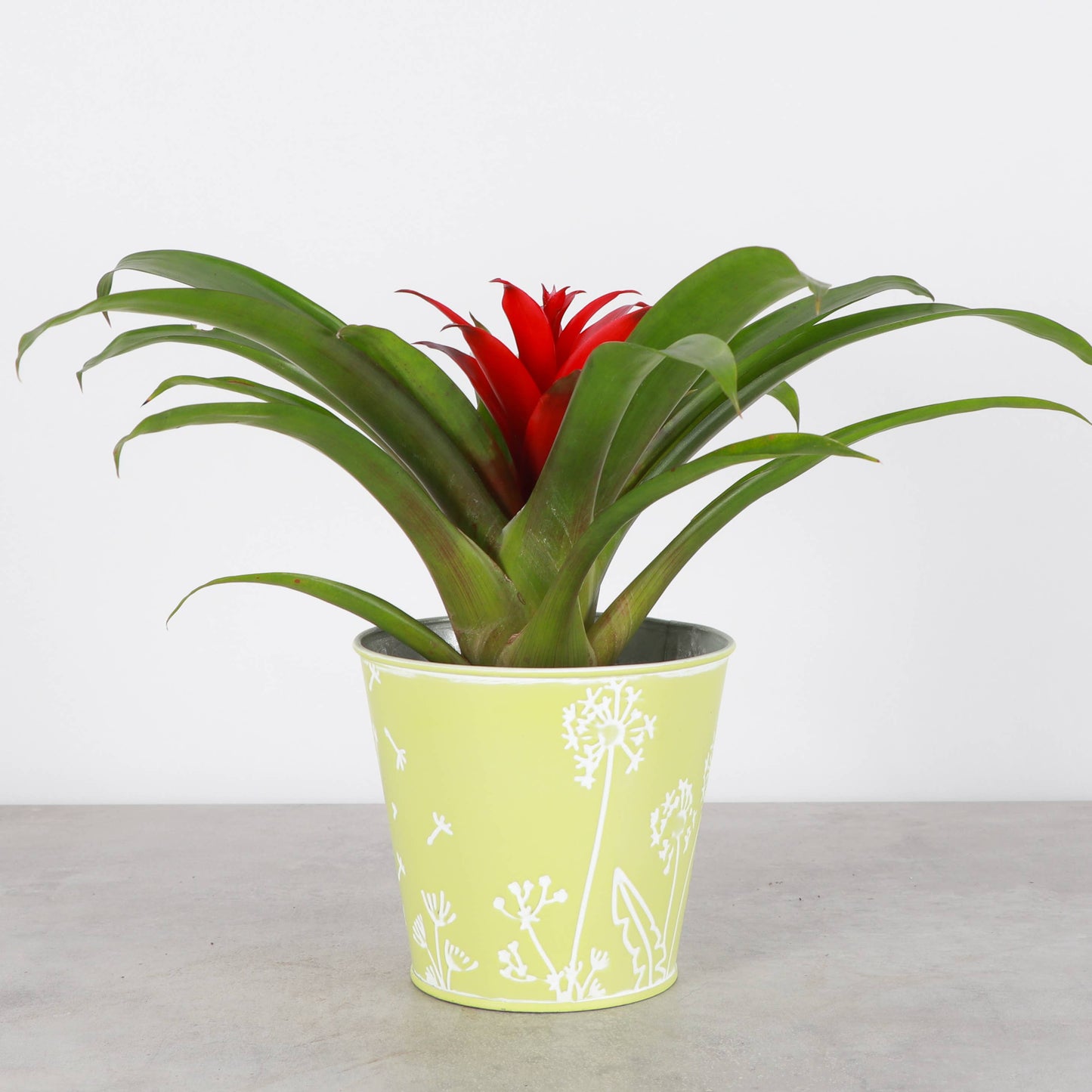 Dandelion Design Metal Pot For Houseplants - 4" Size