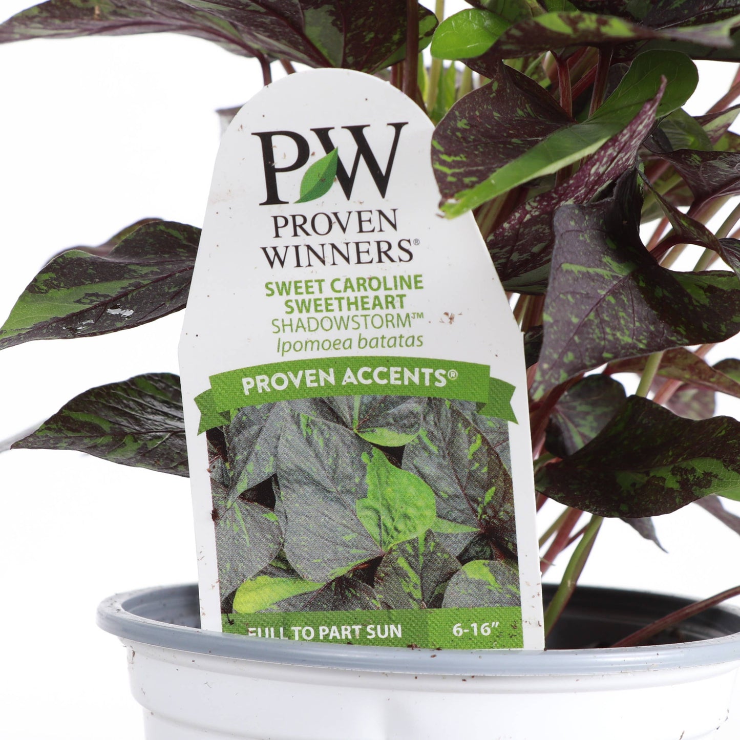 Shadowstorm Sweet Potato Vine - Proven Winners - 4" Pot
