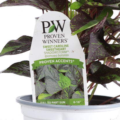 Shadowstorm Sweet Potato Vine - Proven Winners - 4" Pot