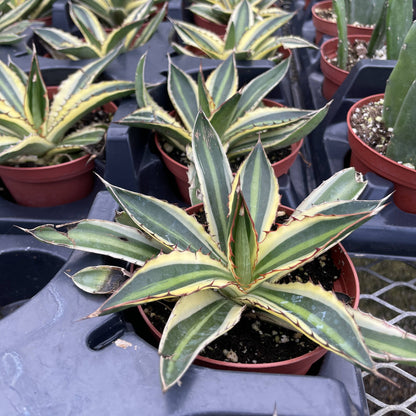 Quadricolor Agave - 4" Live Plant