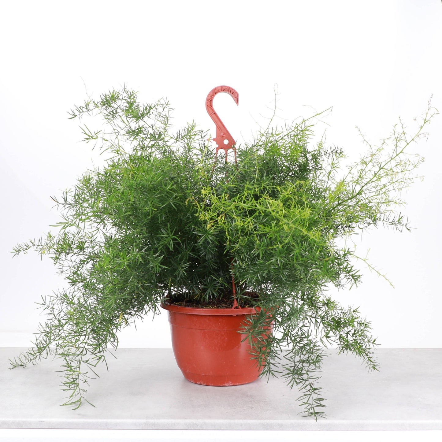 Asparagus Fern Hanging Pot - 8" Live Plant
