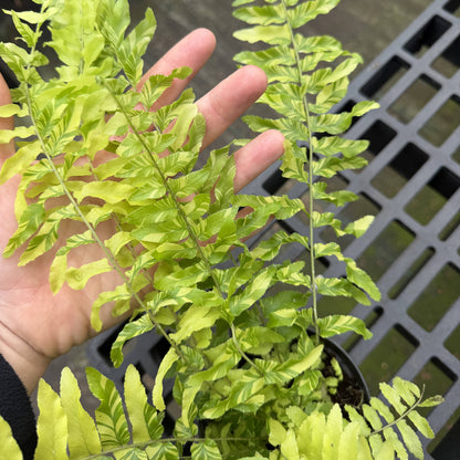 Tigerstripe Boston Fern - 4" Live Plant