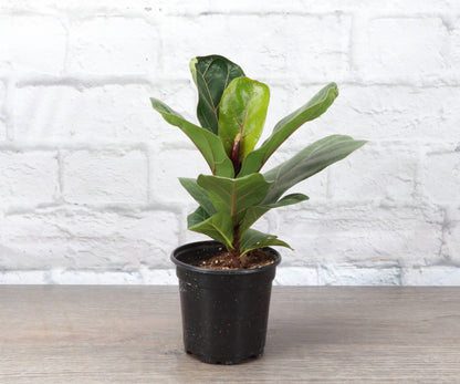 Fiddle Leaf Fig Plant - Live Plant