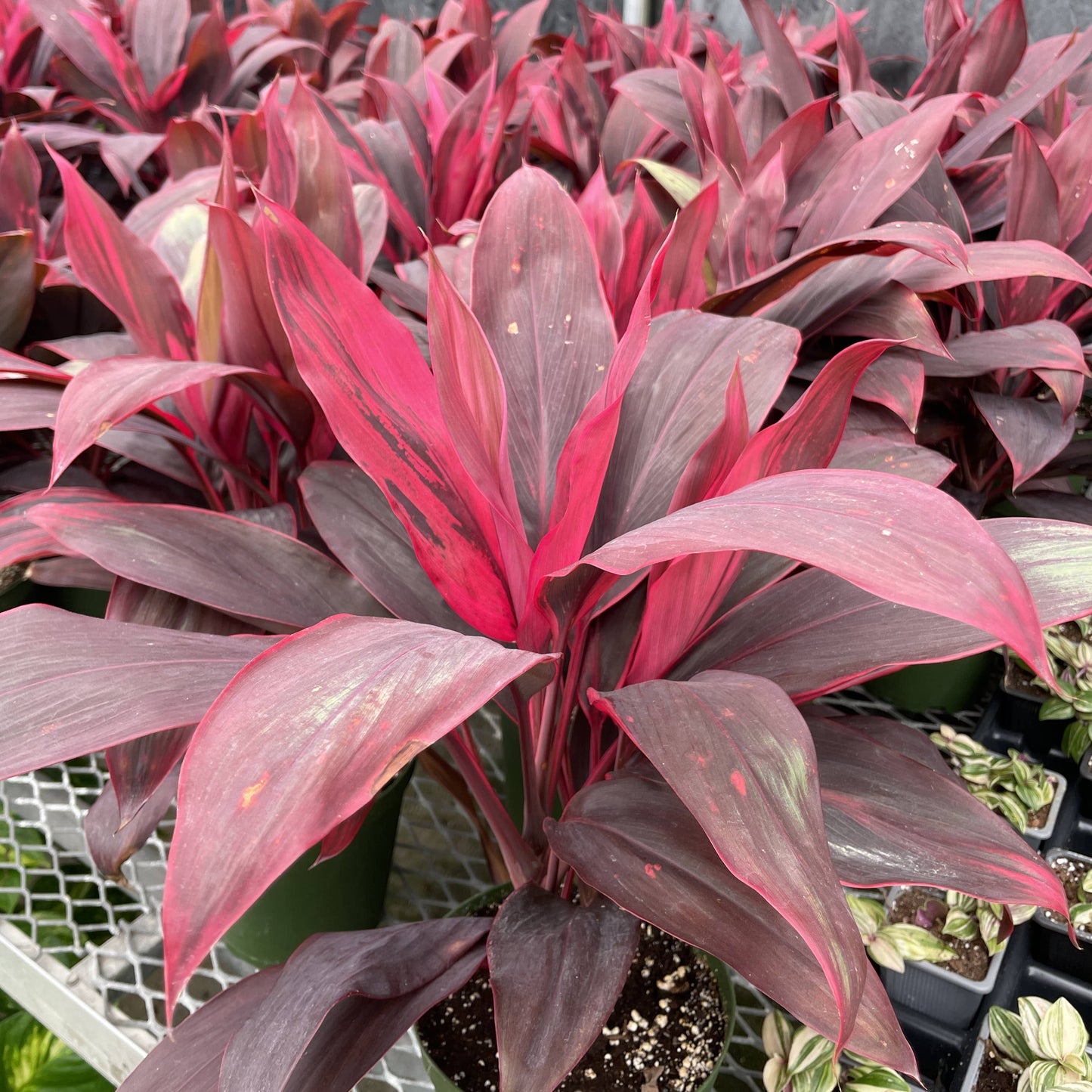 Cordyline 'Red Sister' - Hawaiian Ti Plant 6" Live Plant