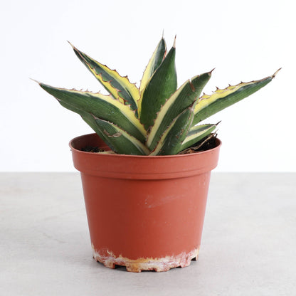 Quadricolor Agave - 4" Live Plant